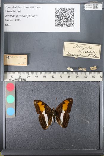 Media type: image;   Entomology 145491